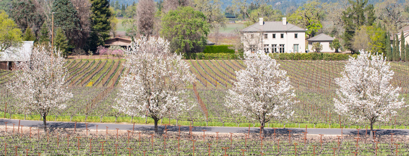 Napa