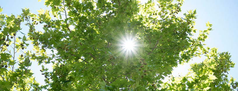 Climate Action Linked Page