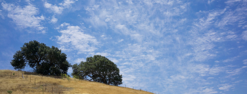 Sky with Trees