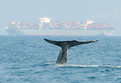 Whale tale in front of container ship