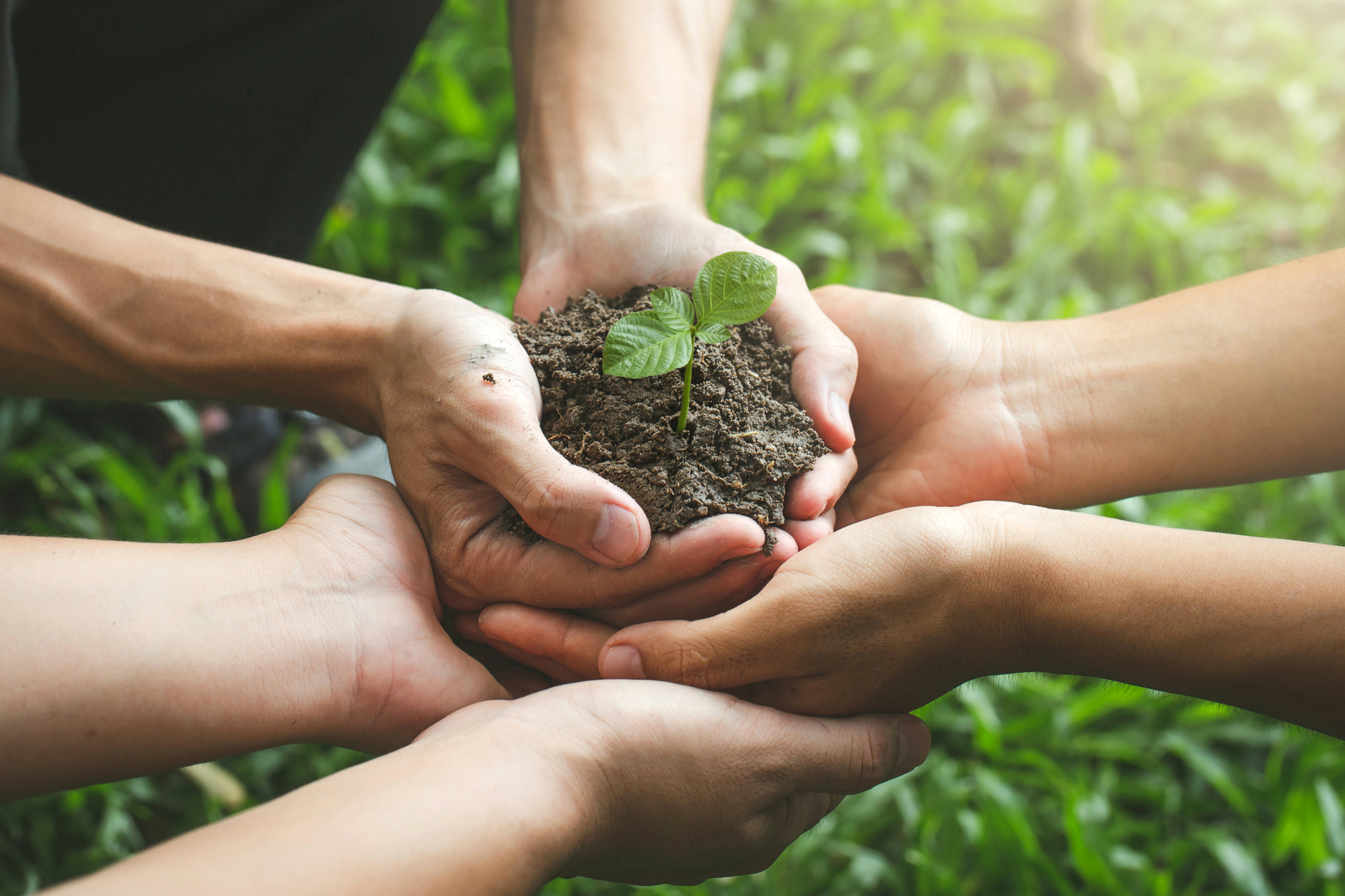 Three pairs of hands holding soil with a small green plant growing out of the soil.  