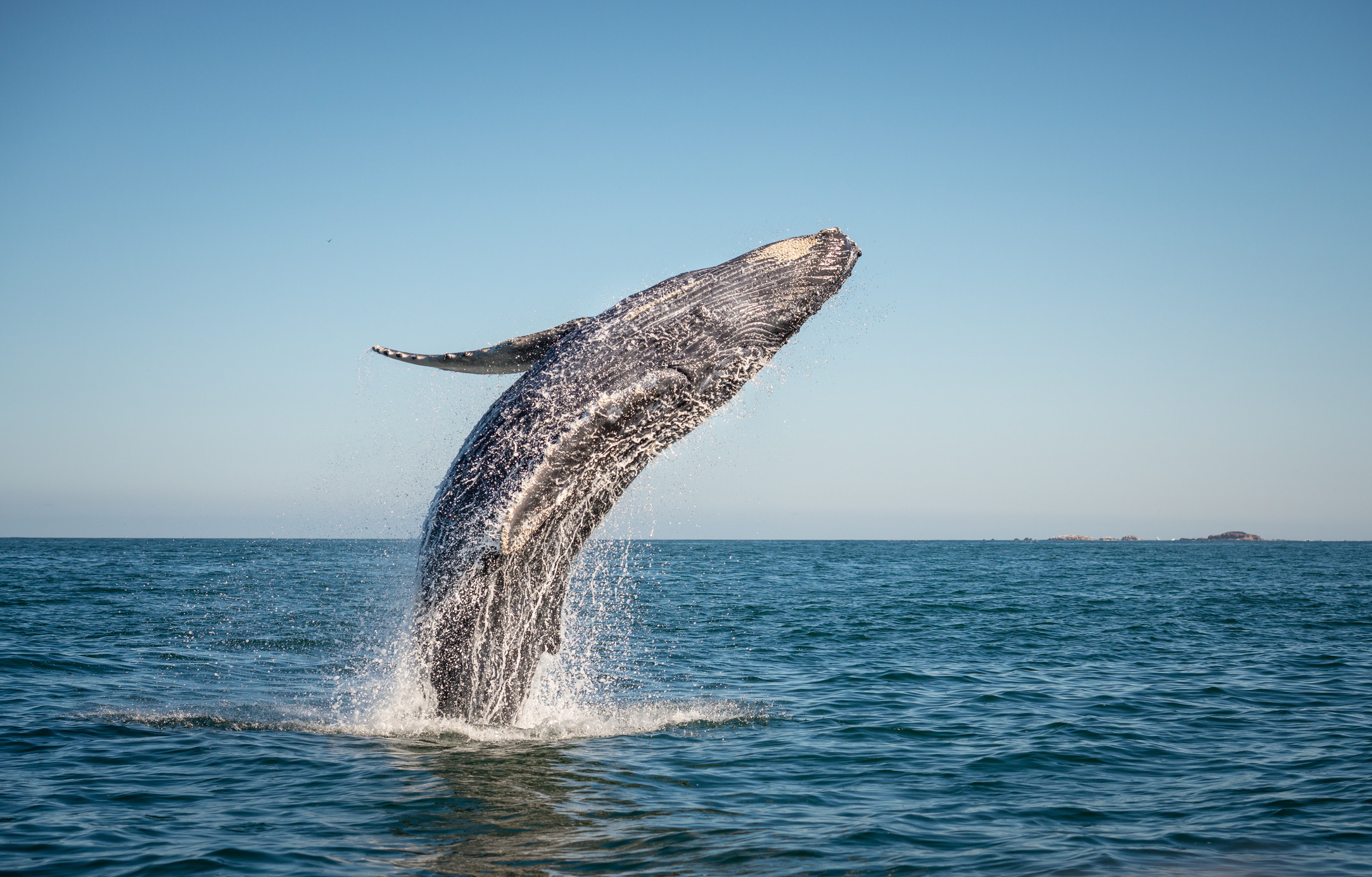 A whale jumping out of a blue ocean with a blue sky. 
