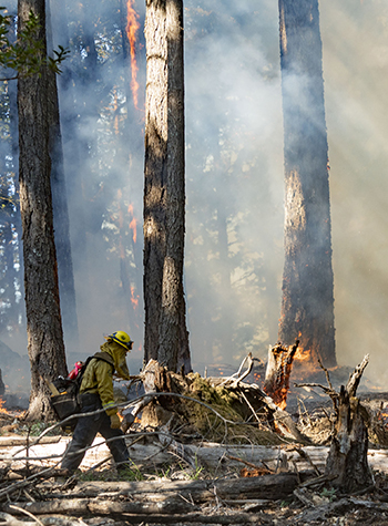 Photograph of a prescribed fire in forest with smoke rising vertically. A fire manager is overseeing nearby.